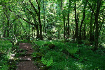 Fototapeta na wymiar fascinating dense forest with fine pathway