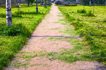 On a summer sunny day, scattered bundles of freshly cut green grass lie on a straight sandy alley, which have not yet been removed after the recent mowing of lawns.