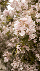 Blossom