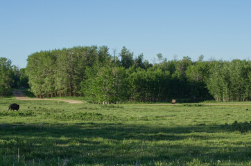 Plains Bison at Elk Island National Park