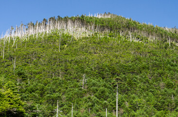 Obraz premium 北八ヶ岳ロープウェイ山頂の坪庭自然園からみた縞枯山