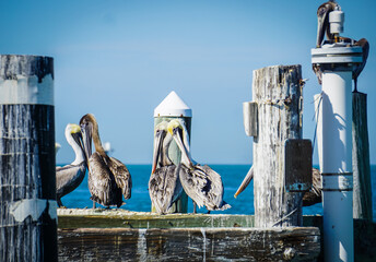 Pod of pelicans on a pier
