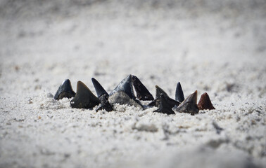 collection of shark teeth on the beach