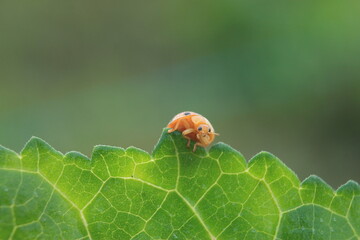 ladybug on flower green background
