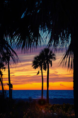 palm trees on the beach at sunset