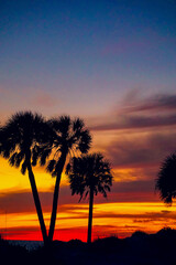 palm trees in front of colorful sunset