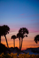 group of palm trees in front of sunset