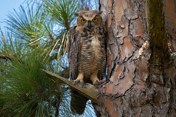 Great Horned Owl