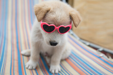 Funny and cute puppy with heart shaped glasses