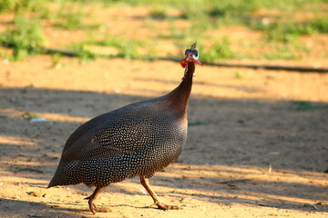 flowers and birds are natural lifes beatuy 