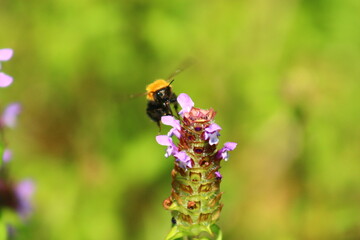 flowers and birds are natural lifes beatuy 