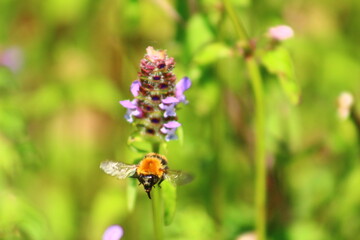 flowers and birds are natural lifes beatuy 