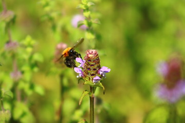 flowers and birds are natural lifes beatuy 