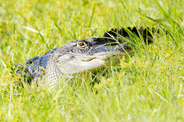 American alligator (Alligator mississippiensis) in the grass in Bradenton, Florida