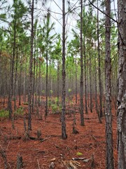 floresta de árvores de pinus 