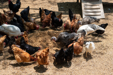 Roosters and hens of various colors eat their food on a farm