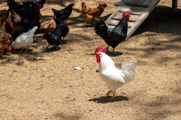 Fototapeta na wymiar Two rooster walk in a farm, black and white bird