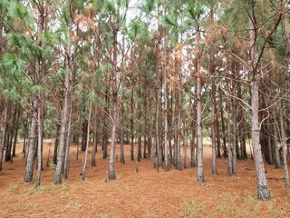 floresta de árvores de pinus 