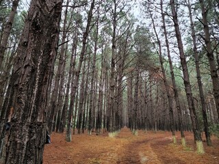 floresta árvores de pinus