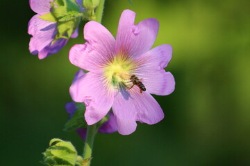 Fototapeta premium beach of block see at City of Karasu in Türkay