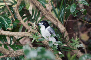 Native Australian Butcherbird Perched in a Tree