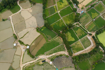 Top view of rice field in Hong Kong Sheung Shui