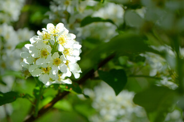 Flower and Leafs of apple cherry blossom in spring