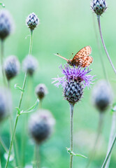 butterfly on a flower
