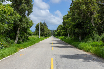 Fototapeta na wymiar Asphalt road with trees on the side