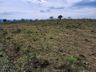 fazenda, campo para pecuária