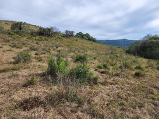 fazenda, campo para pecuária