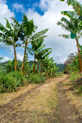 Obraz premium cosecha de platano