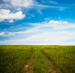 beautiful summer fields