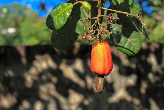Cashewnut fruit at the tree , cashew nut, local fruits, southern Thailand