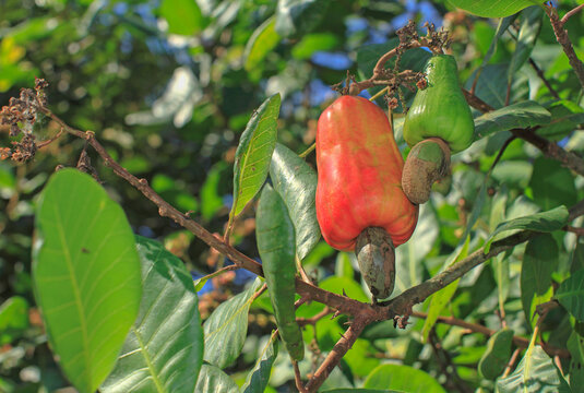 Cashewnut fruit at the tree , cashew nut, local fruits, southern Thailand