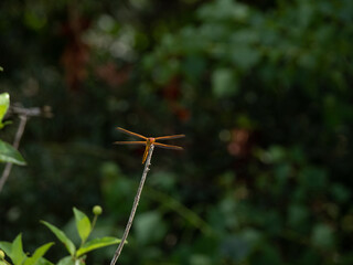 Golden-Winged Skimmer Dragonfly Facing the Camera Perched on a Dried Branch