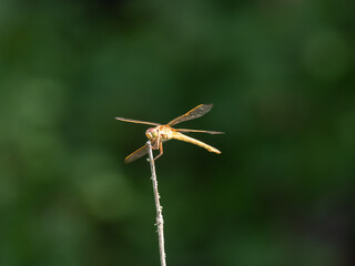 Needham's Skimmer Dragonfly Perched on a Dried Twig