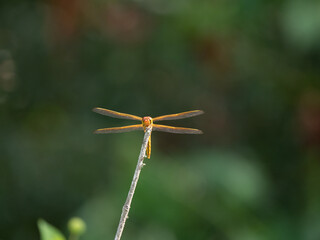 Sunlit Needham's Skimmer Dragonfly Facing Camera Perched on a Dried Branch