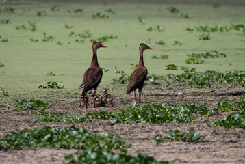 Breeding Pair of Whistling Ducks with Five Ducklings