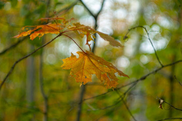 Maple branch with orange foliage against the backdrop of an autumn blurred forest. Wallpaper.