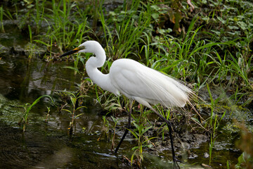 Large egret (eastern great egret) searching for food in the swamp.