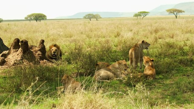A lion lies and watches his harem of five lionesses hide from the scorching sun during a heat wave in the wild African savannah in the Serengeti National Park.