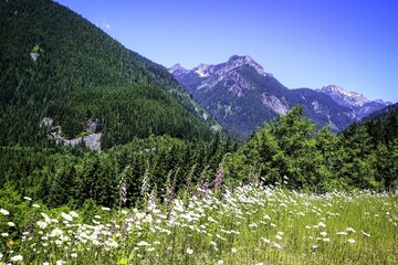 mountain meadow with flowers