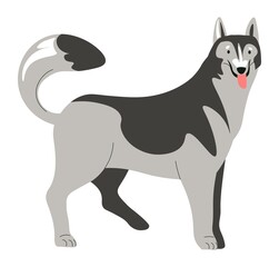 Husky canine animal, puppy or grown dog portrait