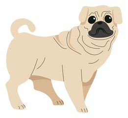 Pug puppy or grown dog, breed canine animal vector