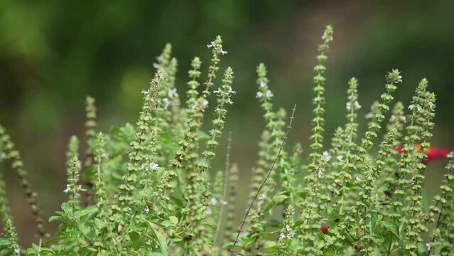 moving windy basil plant in the garden