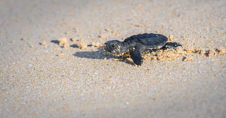 Cute baby Olive ridley sea turtle hatchling crawling towards the sea. Isolated Baby turtle on the...