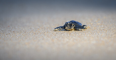 Small baby Olive ridley sea turtle hatchling crawling towards the ocean waters. Isolated Baby turtle on the sandy beach.