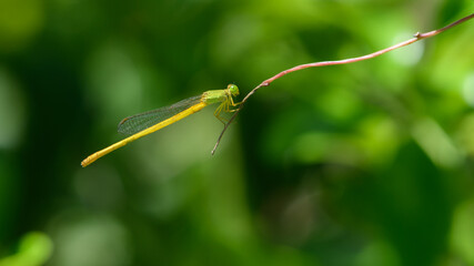 Green and yellow damselfly sitting on a stalk.