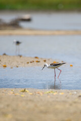 Black-winged stilt on the lake shore fishing, walking slowly in the shallow waters.